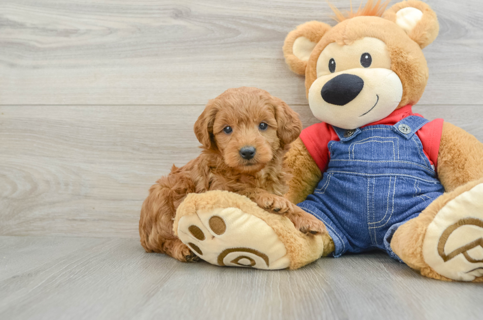 6 week old Mini Goldendoodle Puppy For Sale - Premier Pups