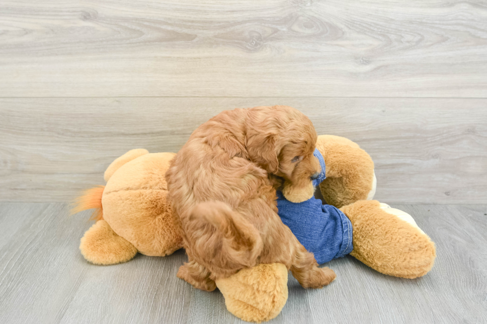 Mini Goldendoodle Pup Being Cute