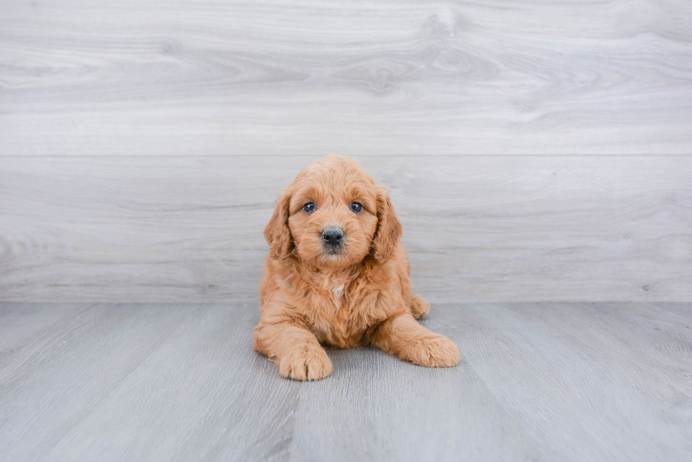 Petite Mini Goldendoodle Poodle Mix Pup