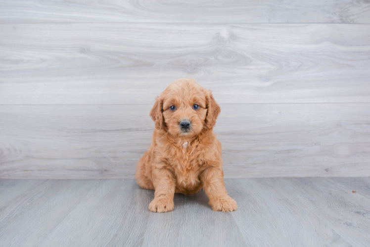 Fluffy Mini Goldendoodle Poodle Mix Pup