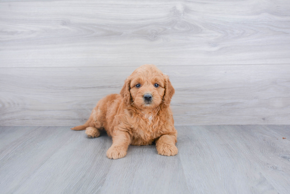 Fluffy Mini Goldendoodle Poodle Mix Pup