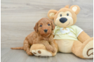 Best Mini Goldendoodle Baby