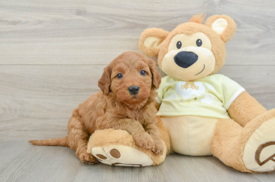 Best Mini Goldendoodle Baby