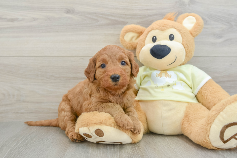 Meet Cayenne - our Mini Goldendoodle Puppy Photo 1/3 - Premier Pups