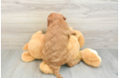 Popular Mini Goldendoodle Poodle Mix Pup