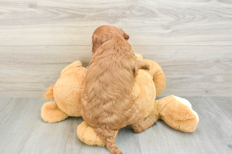 Popular Mini Goldendoodle Poodle Mix Pup