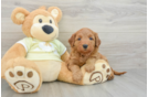 Happy Mini Goldendoodle Baby