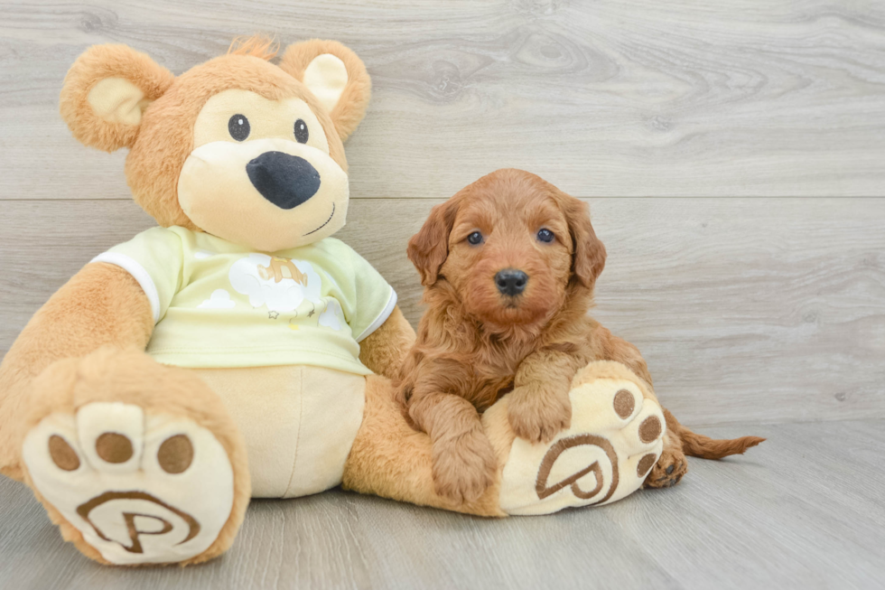 Happy Mini Goldendoodle Baby