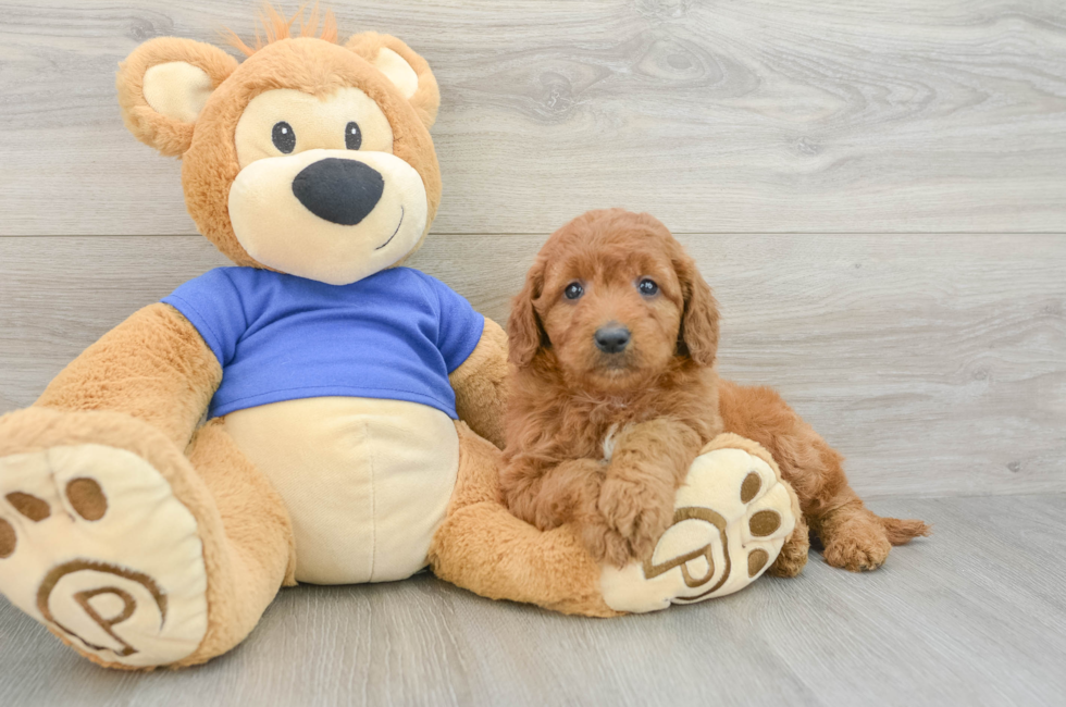 5 week old Mini Goldendoodle Puppy For Sale - Premier Pups