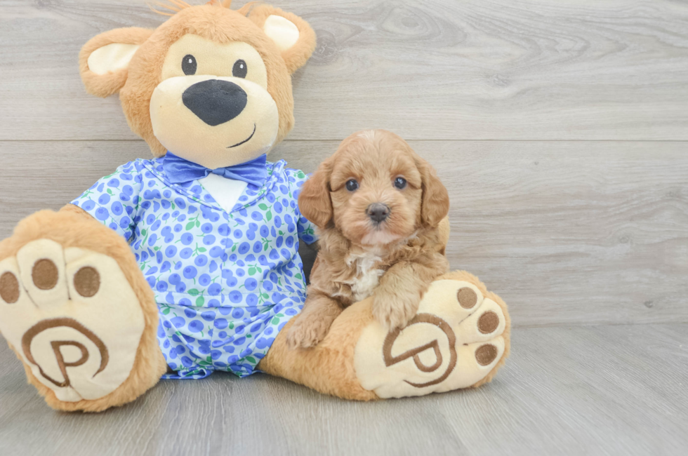 5 week old Mini Goldendoodle Puppy For Sale - Premier Pups