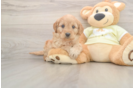Mini Goldendoodle Puppy for Adoption