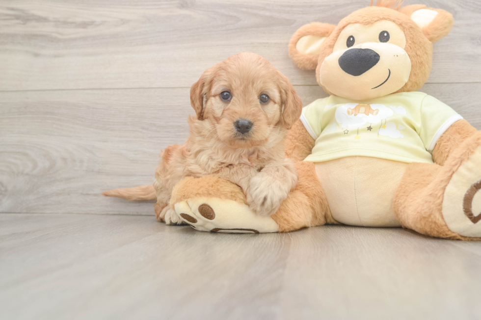 Mini Goldendoodle Puppy for Adoption