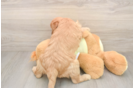 Petite Mini Goldendoodle Poodle Mix Pup