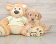 7 week old Mini Goldendoodle Puppy For Sale - Premier Pups