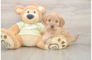 Best Mini Goldendoodle Baby