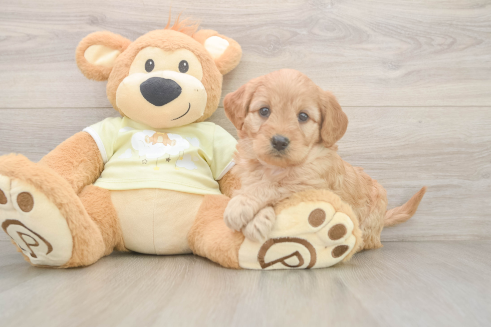 Best Mini Goldendoodle Baby
