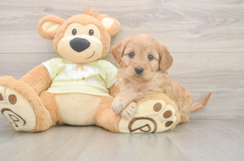 5 week old Mini Goldendoodle Puppy For Sale - Premier Pups