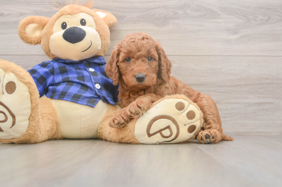 5 week old Mini Goldendoodle Puppy For Sale - Premier Pups