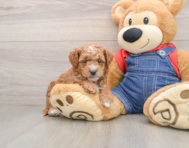 7 week old Mini Goldendoodle Puppy For Sale - Premier Pups