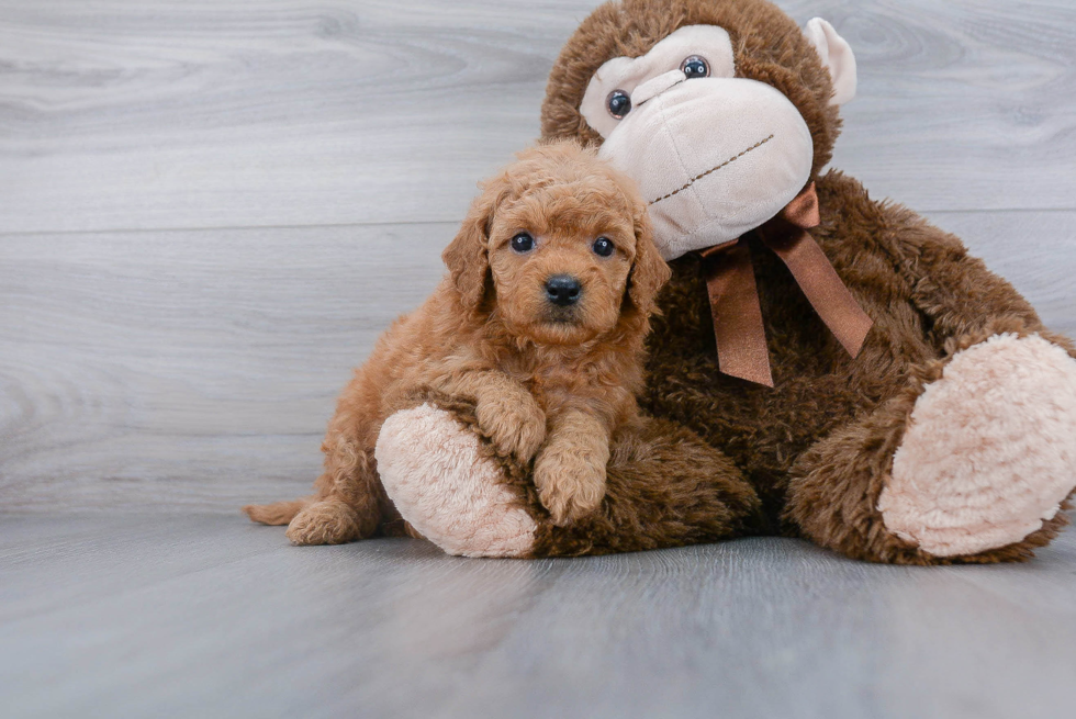 Mini Goldendoodle Pup Being Cute