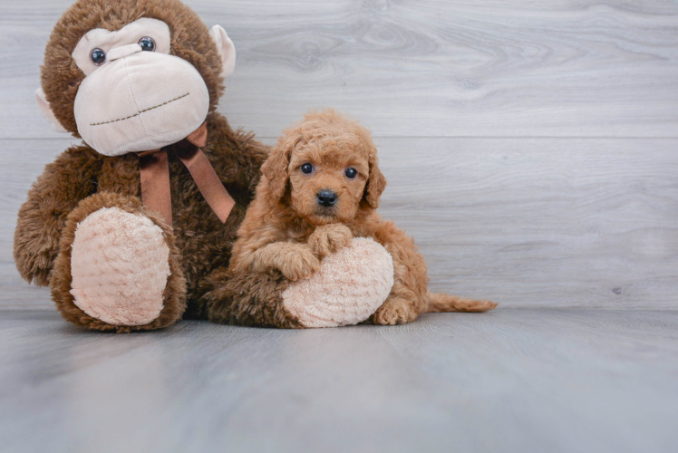 Mini Goldendoodle Puppy for Adoption