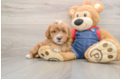 Mini Goldendoodle Puppy for Adoption