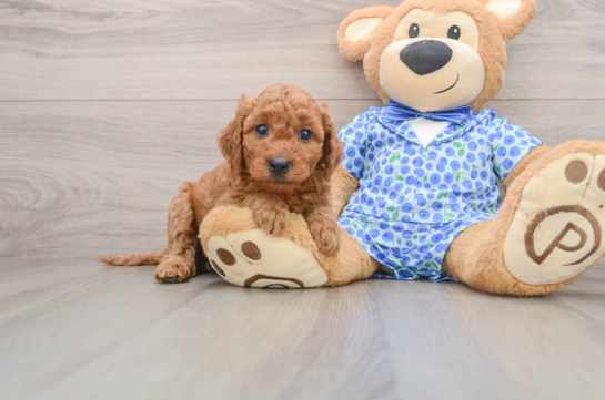 Mini Goldendoodle Puppy for Adoption
