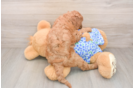 Mini Goldendoodle Pup Being Cute
