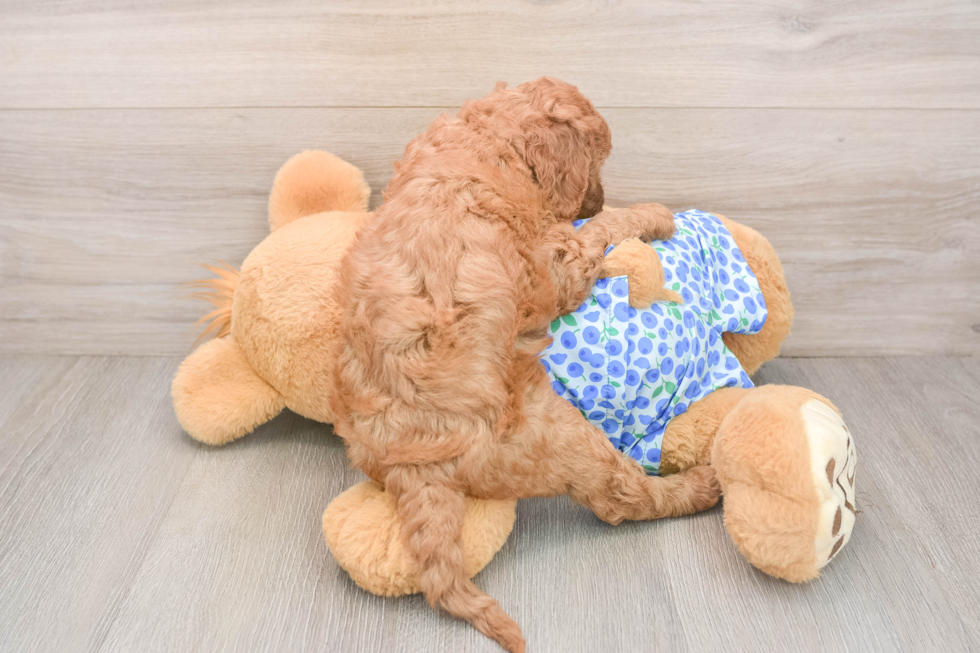 Mini Goldendoodle Pup Being Cute