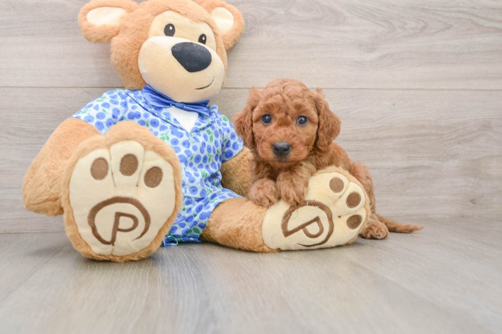 Mini Goldendoodle Pup Being Cute