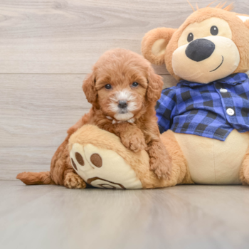Best Mini Goldendoodle Baby
