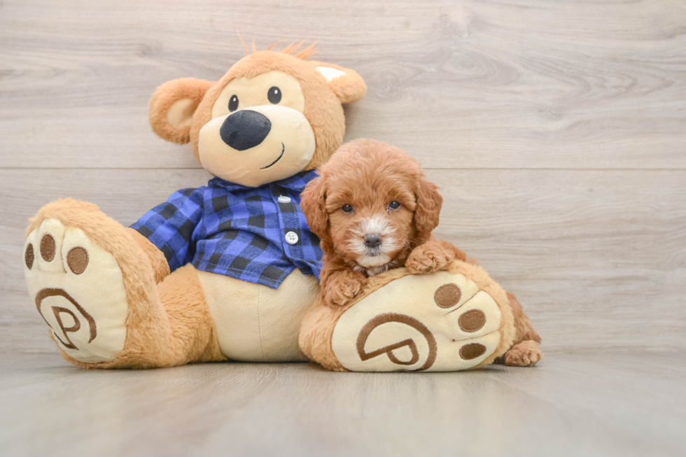 Cute Mini Goldendoodle Baby