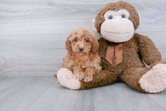 Smart Mini Goldendoodle Poodle Mix Pup