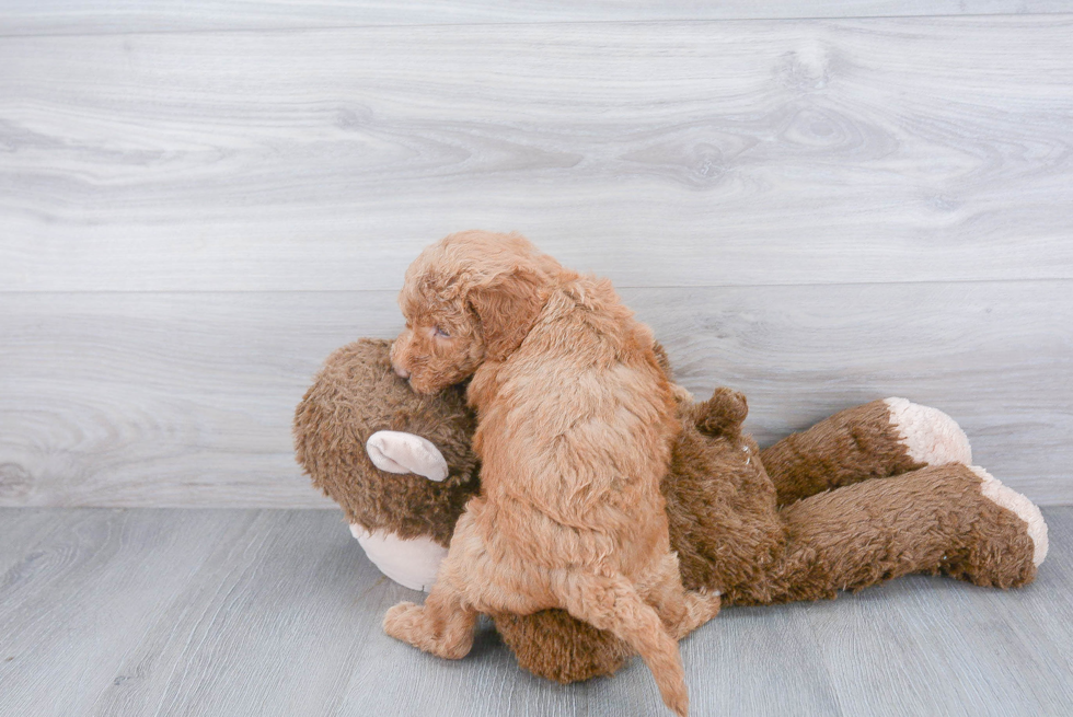 Best Mini Goldendoodle Baby