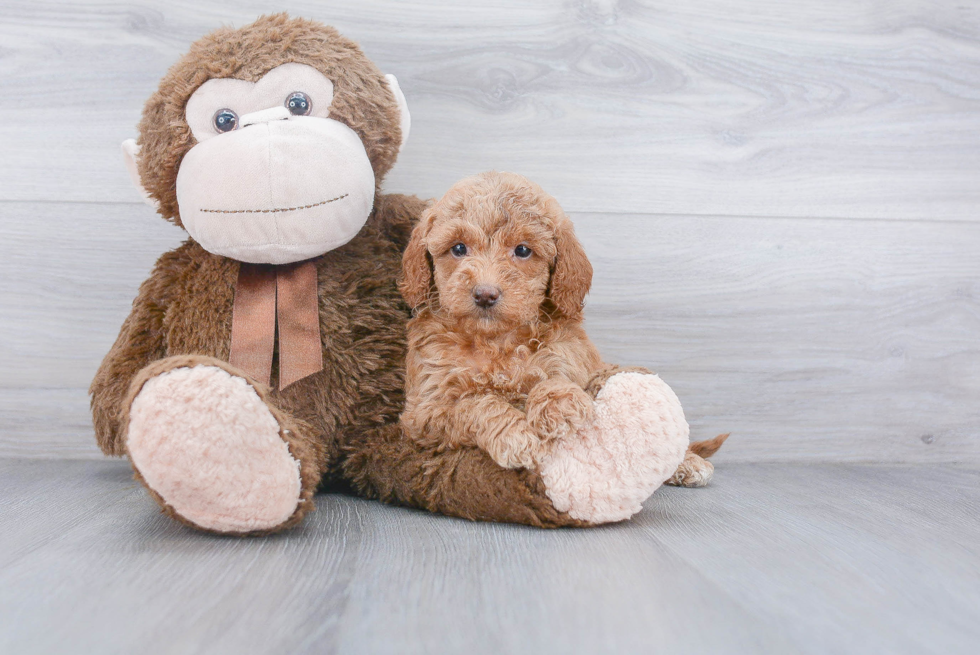 Adorable Golden Retriever Poodle Mix Puppy