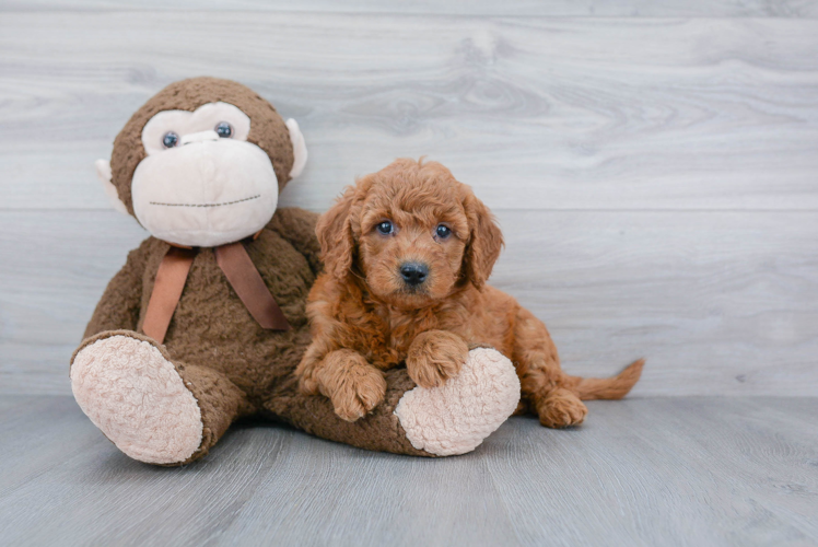 Best Mini Goldendoodle Baby