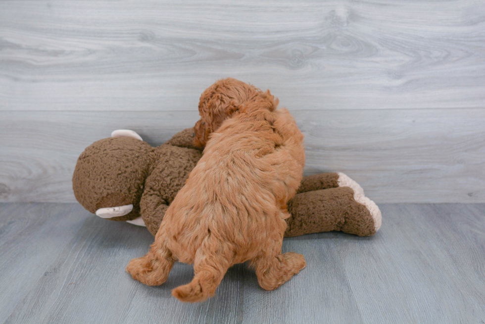 Cute Mini Goldendoodle Baby