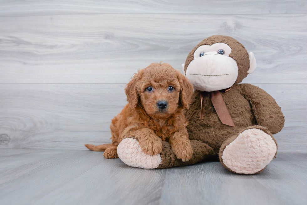 Mini Goldendoodle Puppy for Adoption