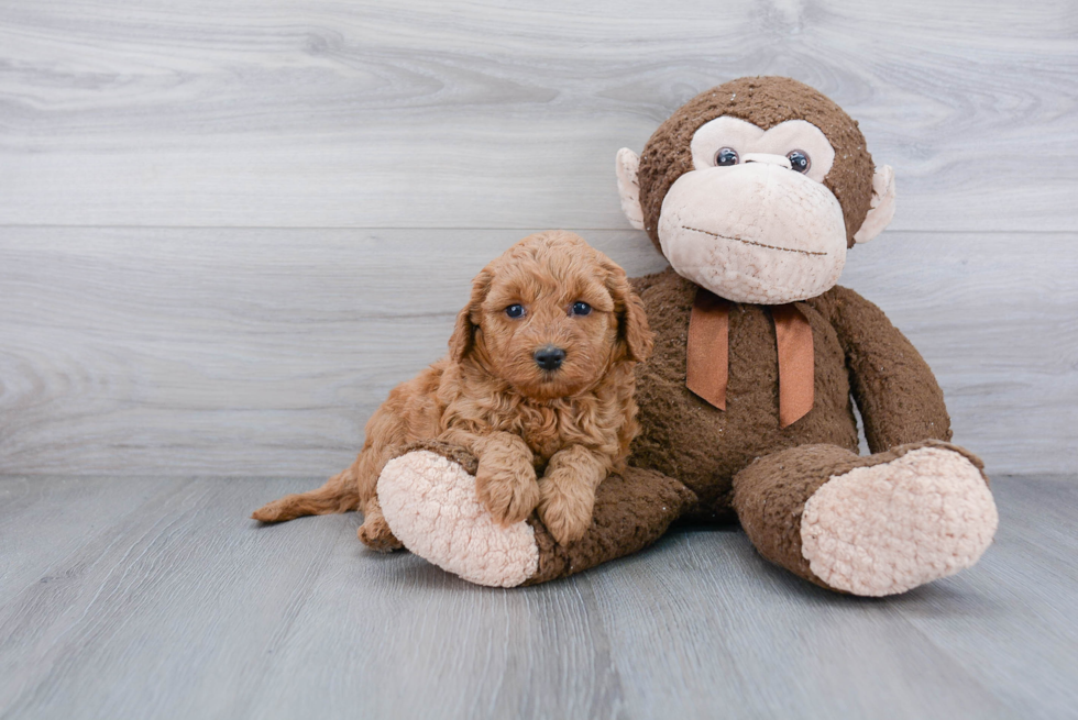 Best Mini Goldendoodle Baby