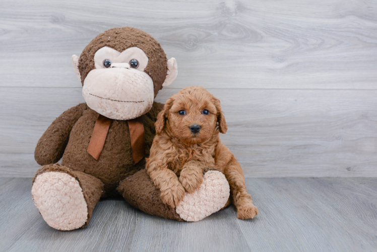 Energetic Golden Retriever Poodle Mix Puppy