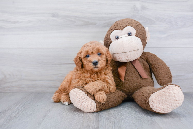 Mini Goldendoodle Pup Being Cute