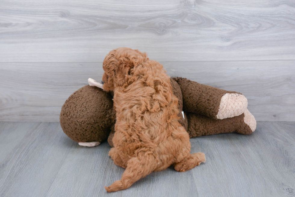 Adorable Golden Retriever Poodle Mix Puppy