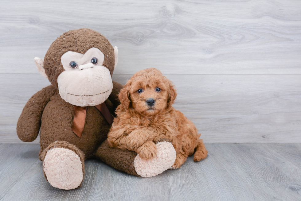 Sweet Mini Goldendoodle Baby