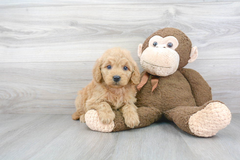 Mini Goldendoodle Puppy for Adoption