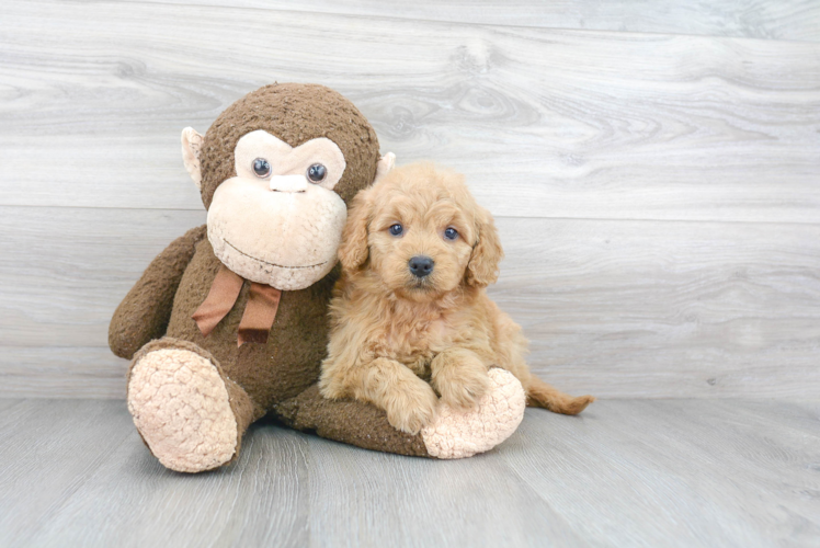 Playful Golden Retriever Poodle Mix Puppy