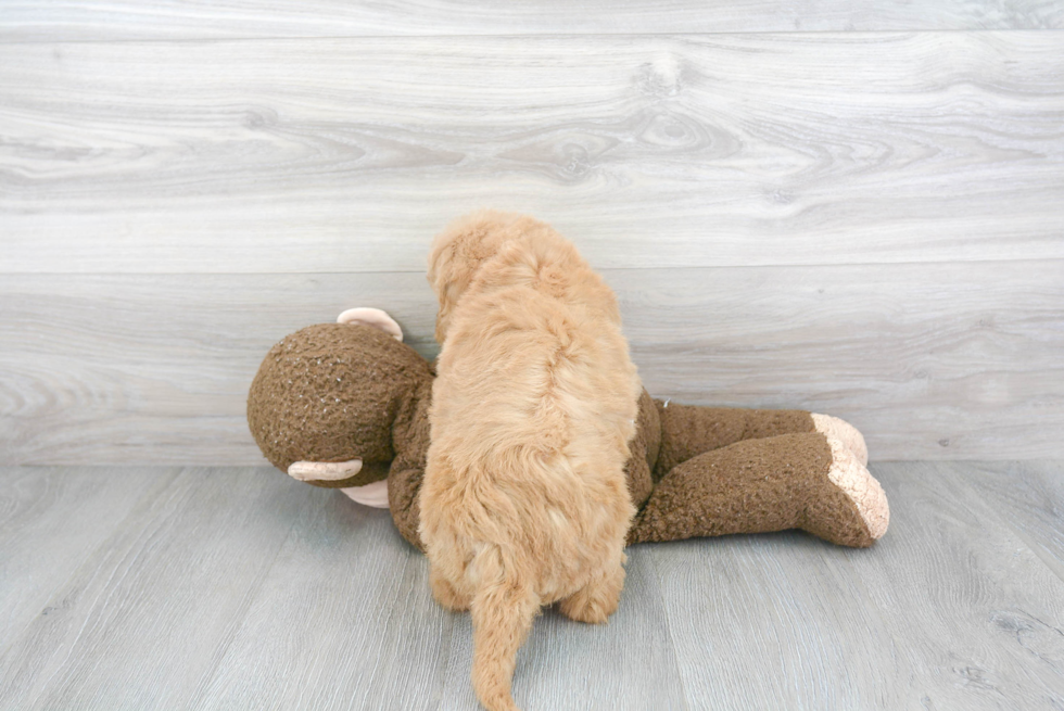 Mini Goldendoodle Pup Being Cute