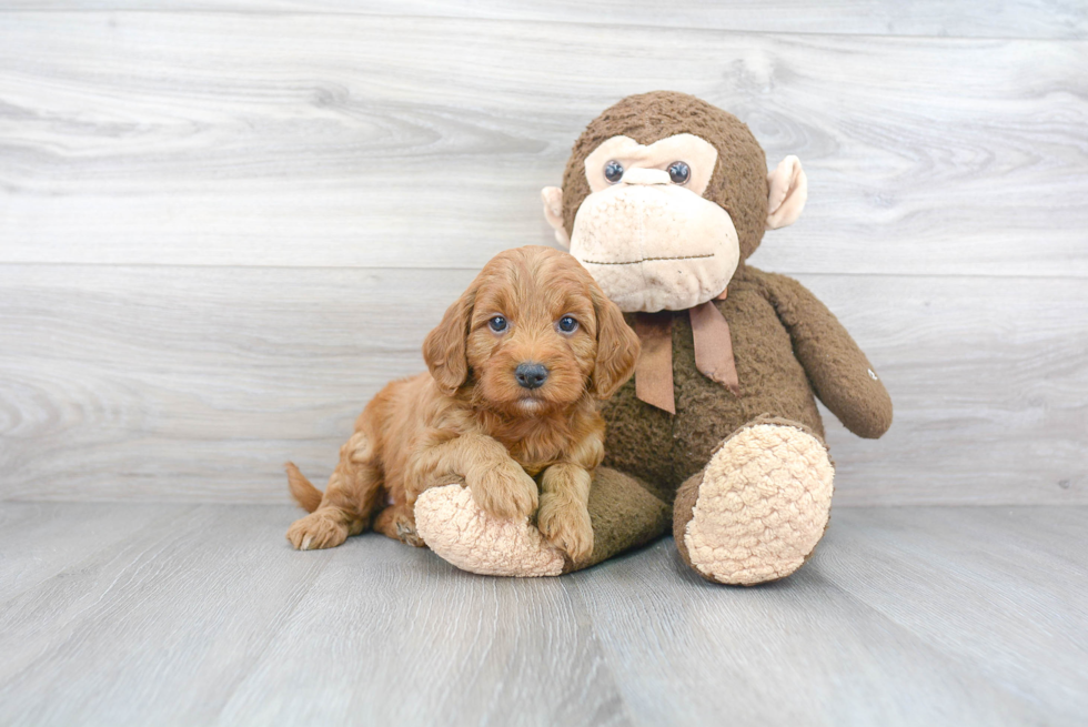 Petite Mini Goldendoodle Poodle Mix Pup