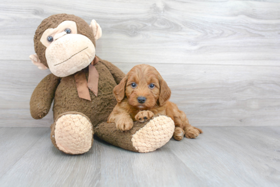 Happy Mini Goldendoodle Baby