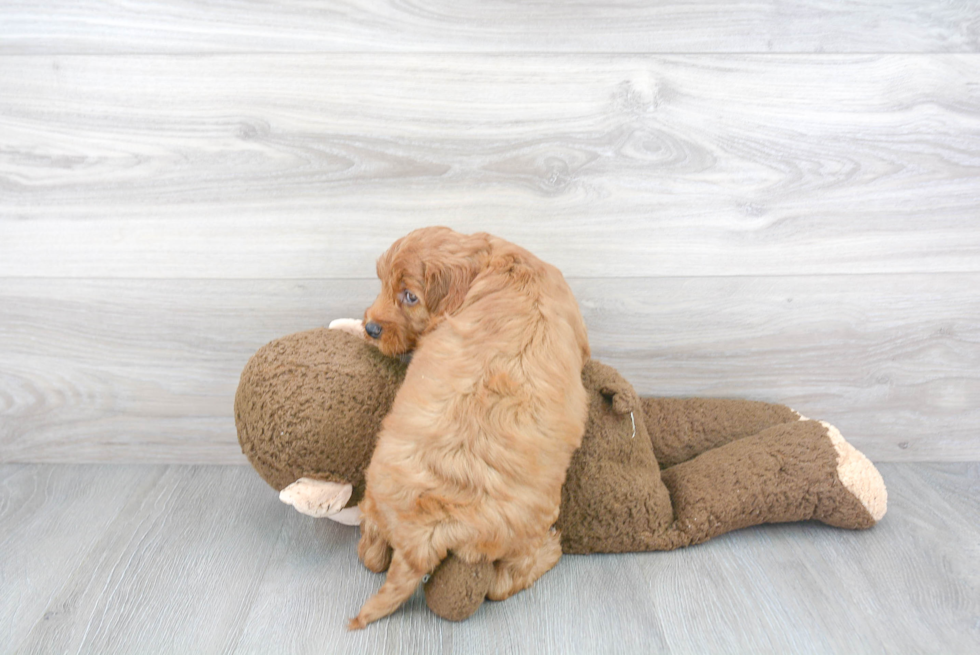 Popular Mini Goldendoodle Poodle Mix Pup