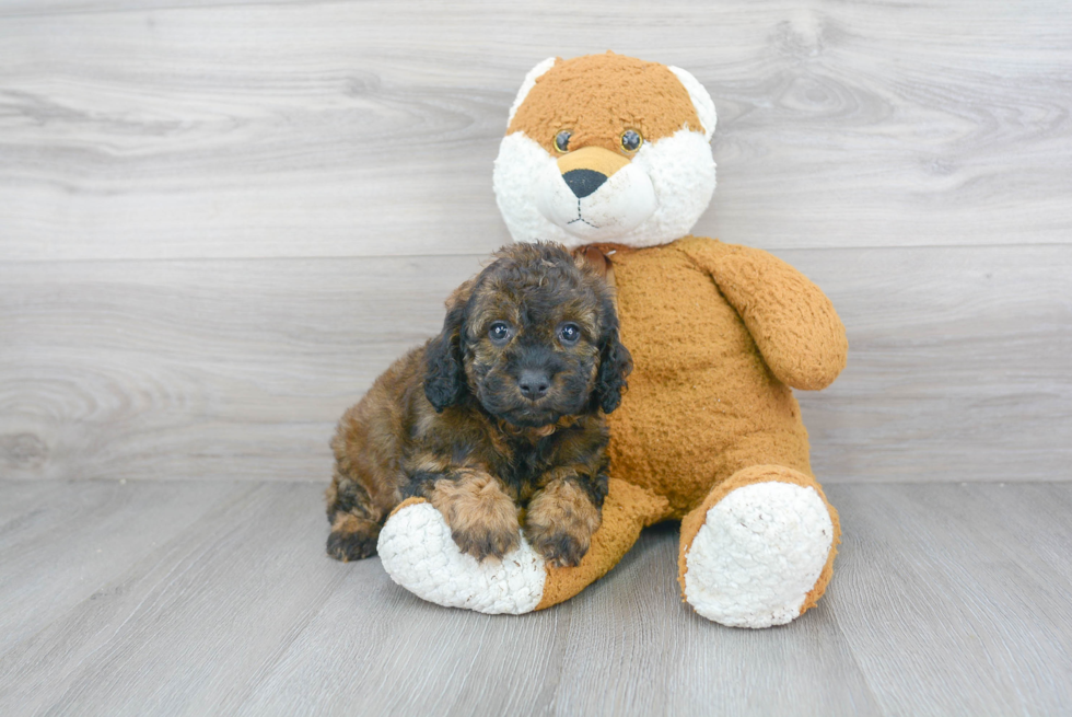 Popular Mini Goldendoodle Poodle Mix Pup